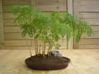acacia (acacia farnesiana)
