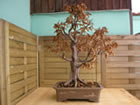 beech (fagus sylvatica)