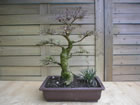 chinese elm (ulmus parvifolia)
