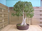 banyan tree (ficus benjamina)