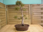 juniper (juniperus rigida)