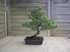 pine (pinus parviflora)
