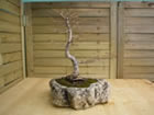 larch (larix decidua)