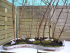 larch (larix decidua)