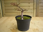 cotoneaster (cotoneaster horinzontalis)