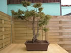 cypress (cupressus)