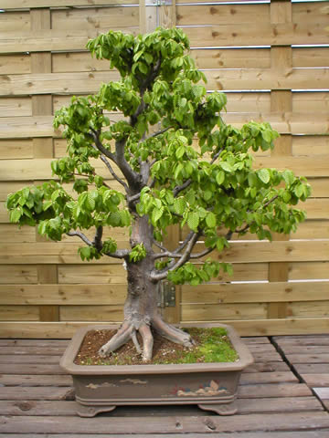 spring 2004