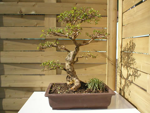 spring 2004