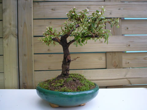 winter 2004