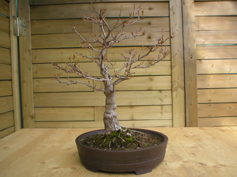 spring 2004