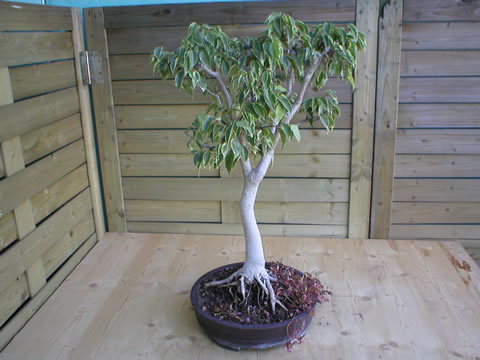 winter 2004