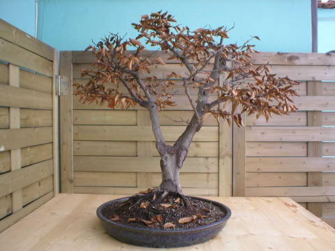 winter 2004