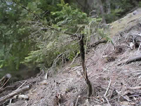 spring 2004