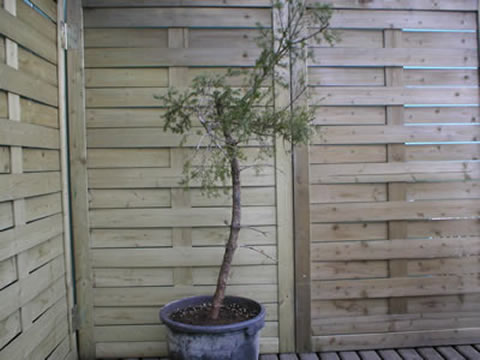 spring 2004