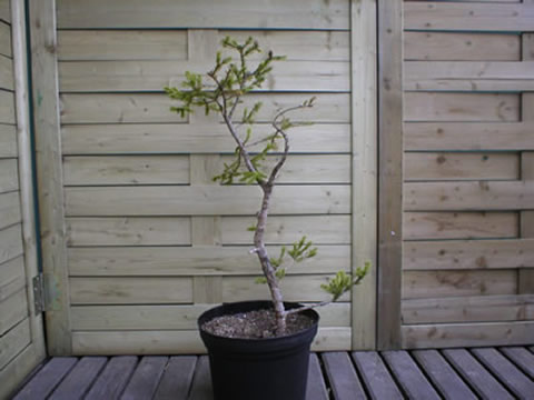 spring 2004