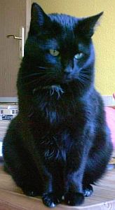 Me Cat03