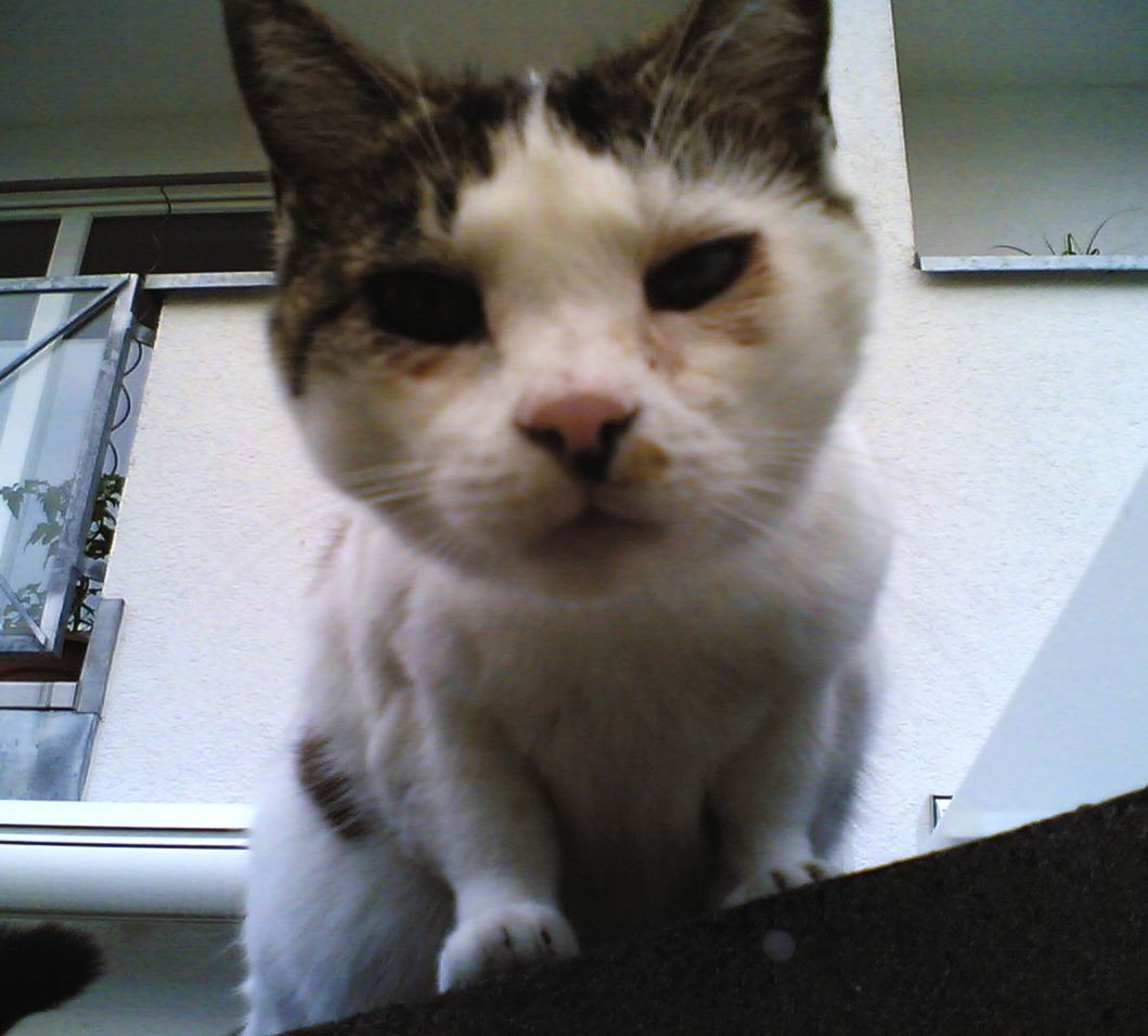 Sternenkatze Tiga-Maus