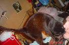 ringo011.jpg