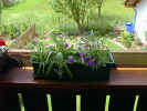 Blumenkasten2.jpg (72618 Byte)