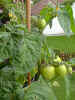 Buschtomate2.jpg (68095 Byte)