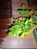 Heidelbeere2.jpg (71164 Byte)
