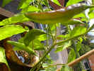 LemonDrop3.jpg (67521 Byte)