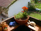 Orange1.jpg (73954 Byte)
