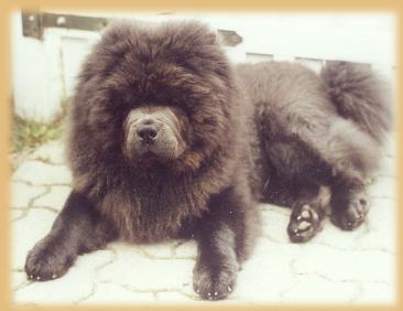 chow 110liegend