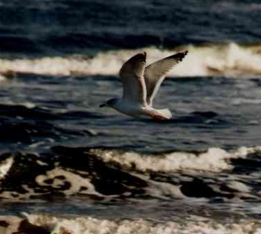 Möwe