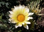 Blume