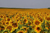 Sonnenblumenfeld