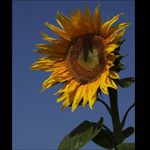Sonnenblume