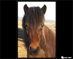 Pferdeportrait
