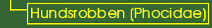 Hundsrobben (Phocidae) - Taxonomie