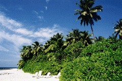Strand1.gif