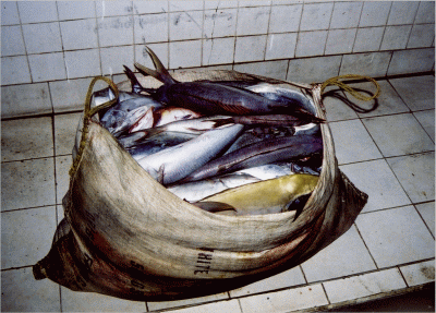 Fische