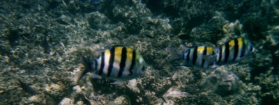 Fische