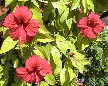 Hibiscus
