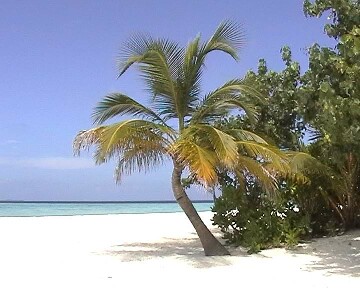 Palme am Strand