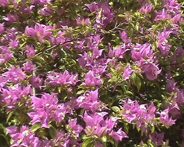 Blumenschmuck