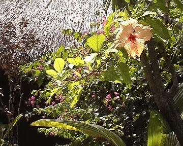 Gelber Hibiscus