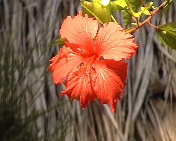 Roter Hibiscus