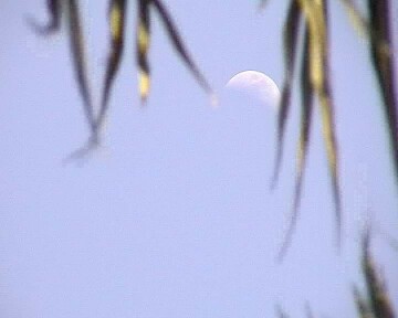Mond