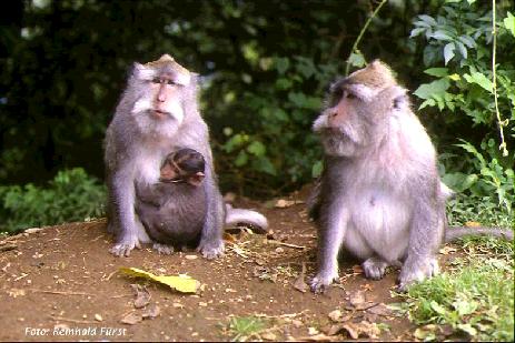 Langschwanzmakaken im Monkeyforest bei Ubud