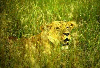 Loewin im hohen Gras des Nairobi-Nationalparks