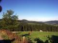 Wiese, Wald und noch mehr Kühe