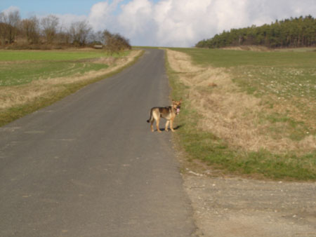 Senta