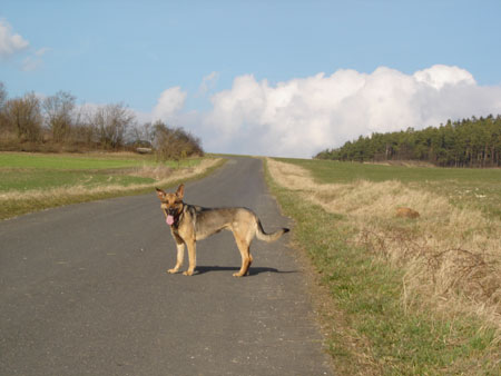 Senta