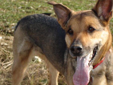 Senta