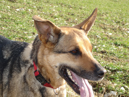 Senta